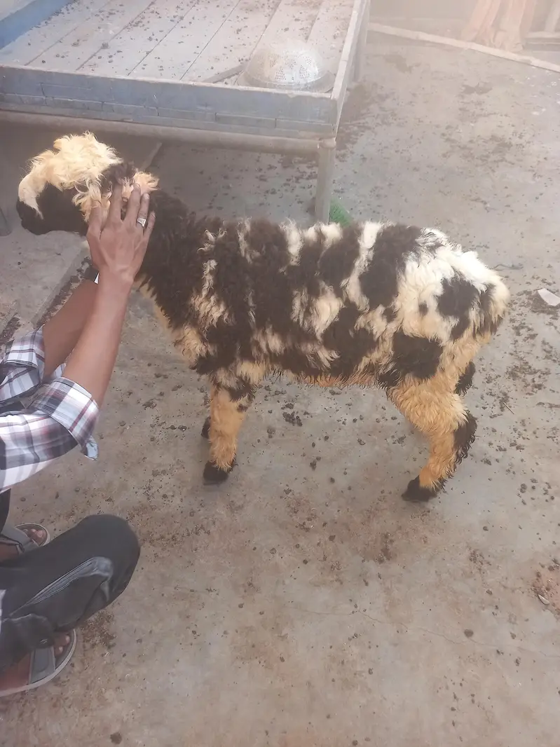 dumba for sale — photo 7