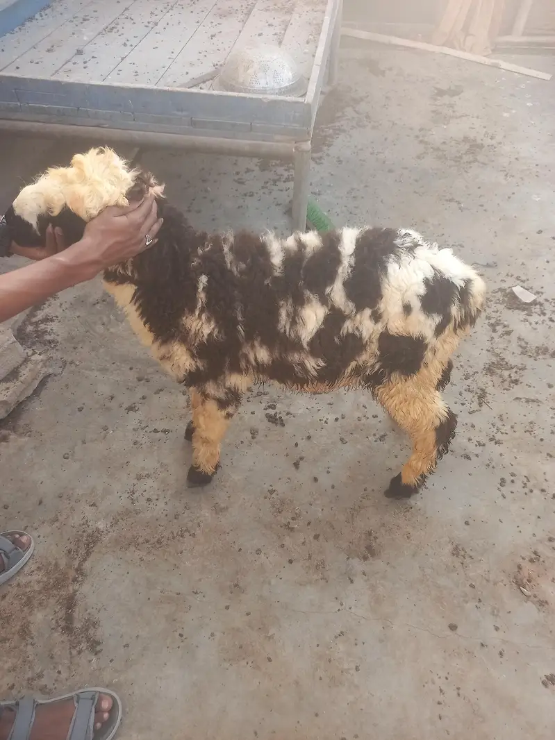dumba for sale — photo 8
