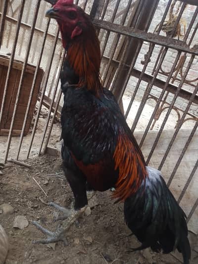 burmi pakoya male