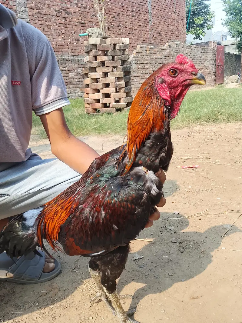 burmi pakoya male — photo 2