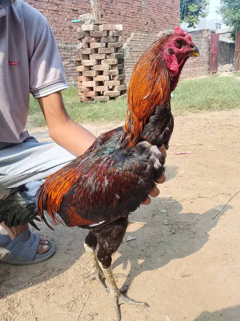 burmi pakoya male — photo 3