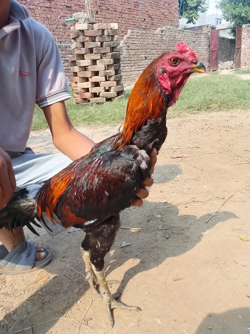 burmi pakoya male — photo 4