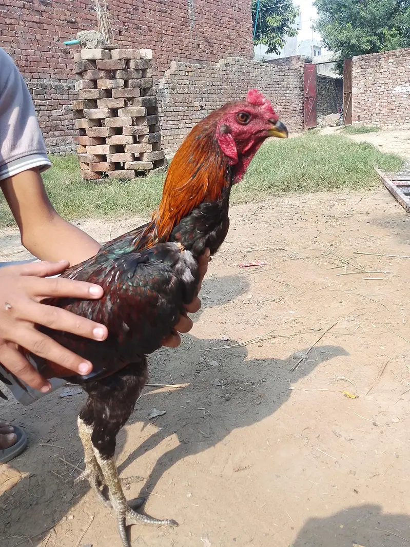 burmi pakoya male — photo 5