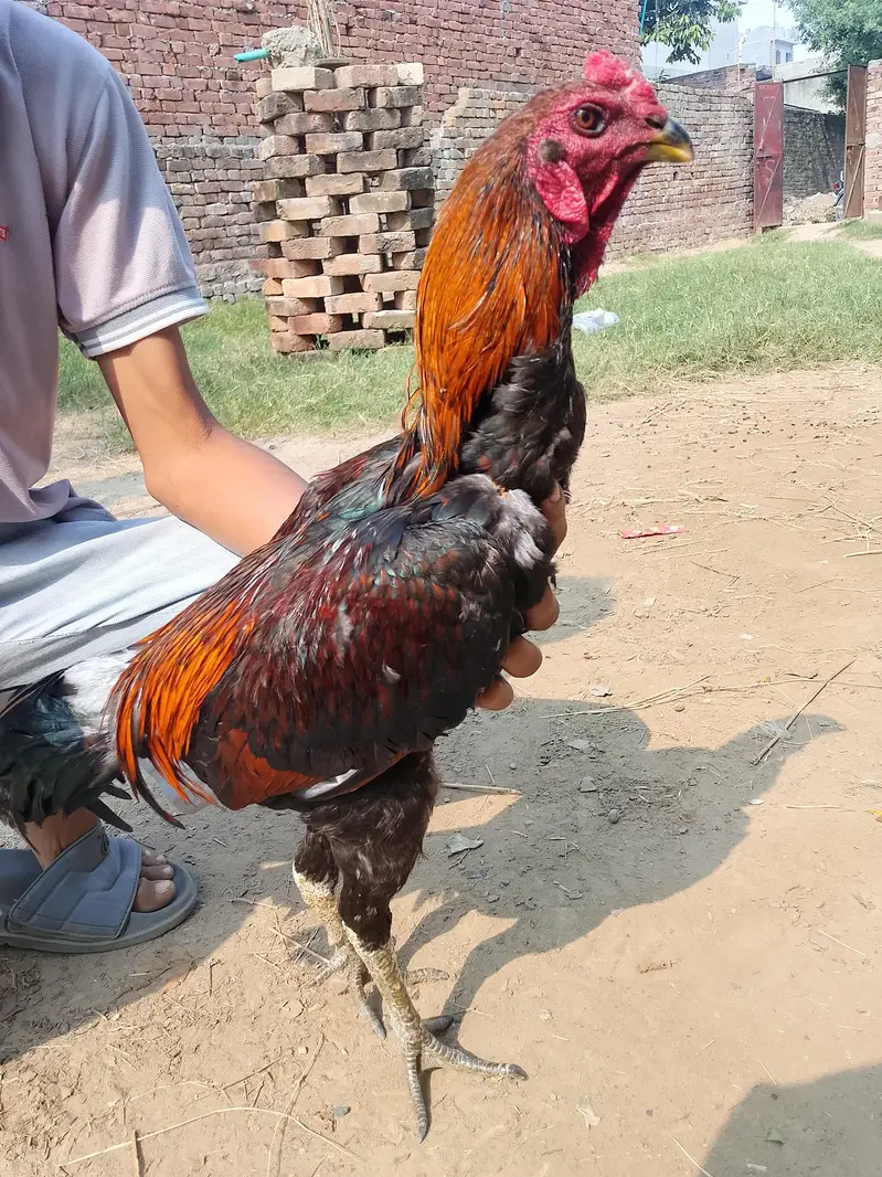 burmi pakoya male — photo 6