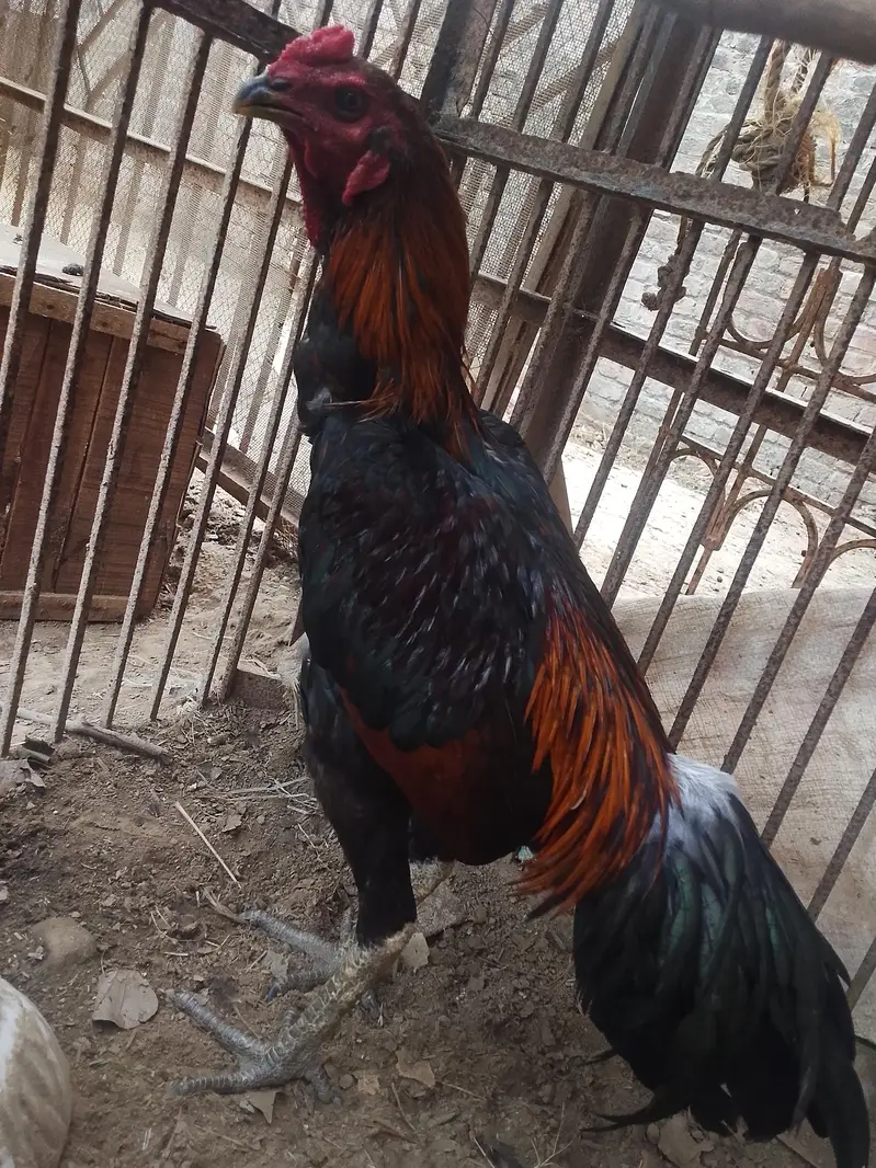 burmi pakoya male — photo 7