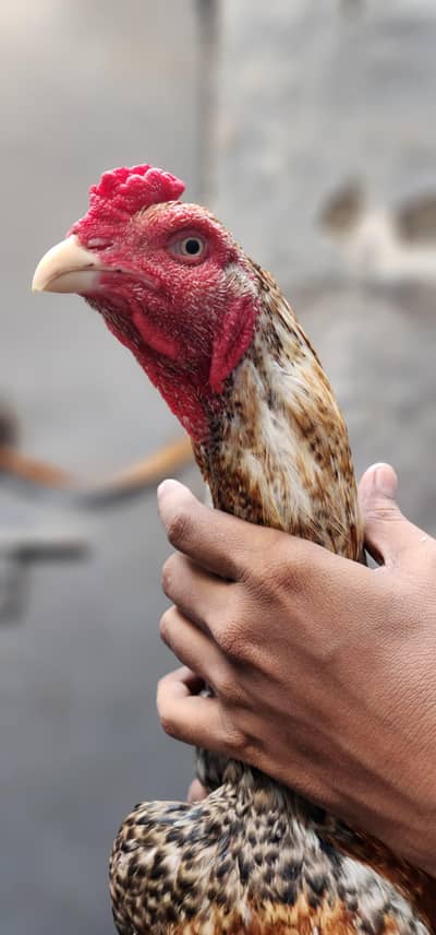 masha Allah high quality home breed patha