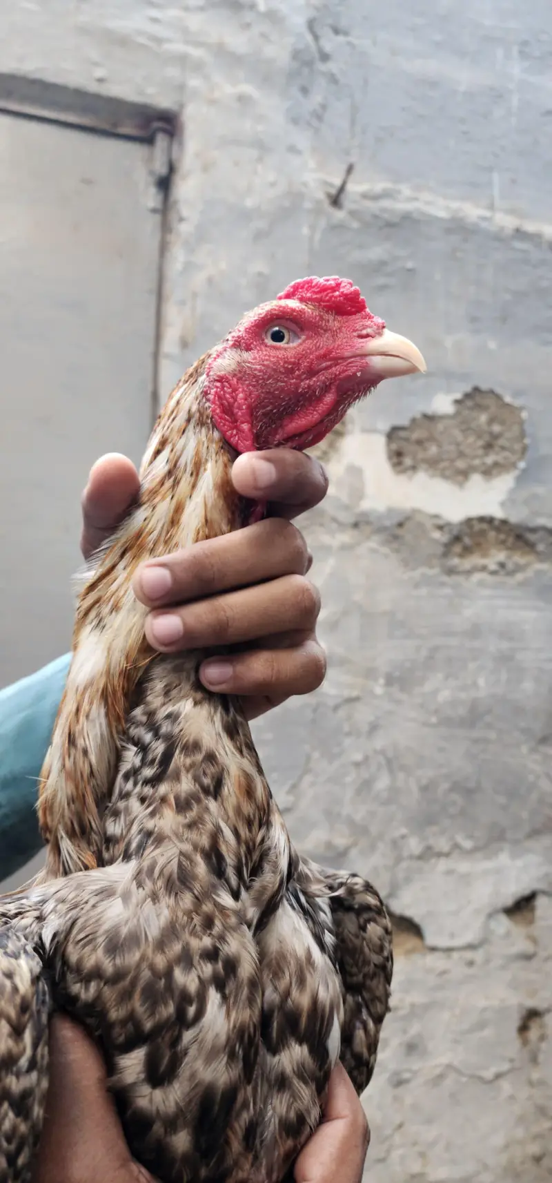 masha Allah high quality home breed patha — photo 2
