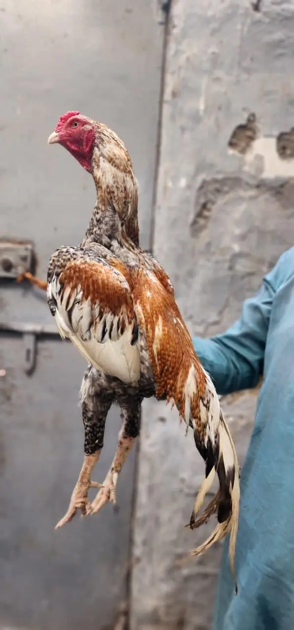 masha Allah high quality home breed patha — photo 3