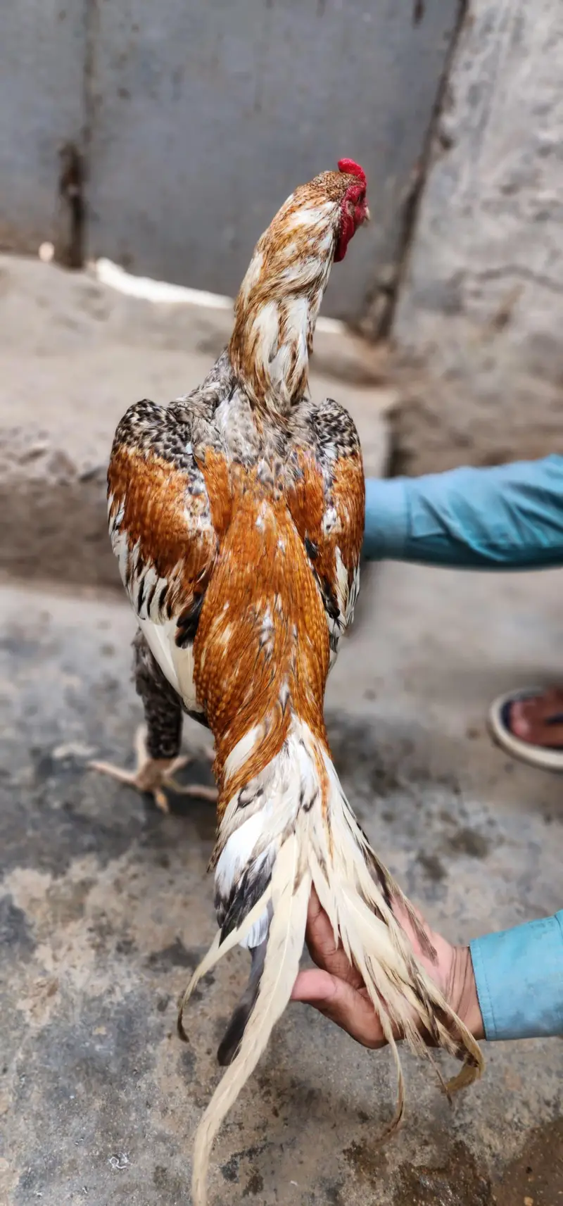 masha Allah high quality home breed patha — photo 4