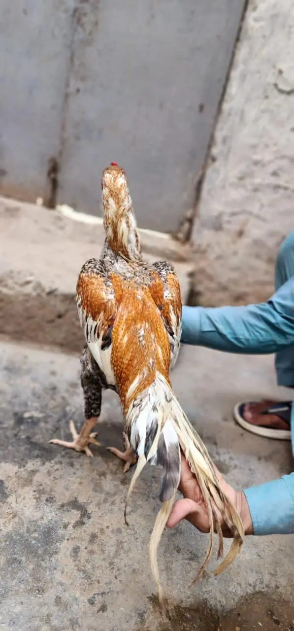 masha Allah high quality home breed patha — photo 5