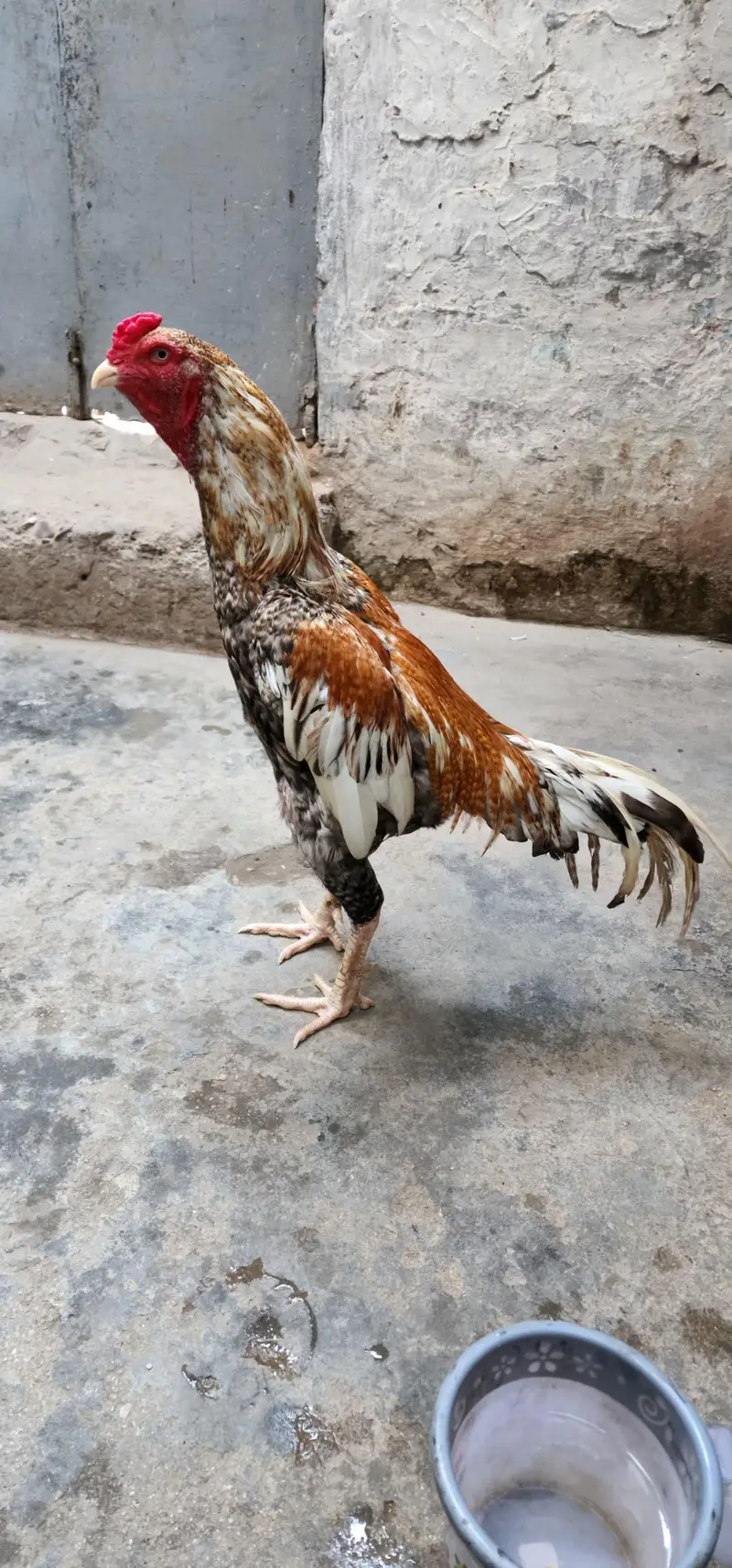 masha Allah high quality home breed patha — photo 8