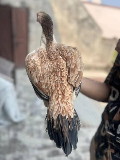 Beautiful aseel breeder female