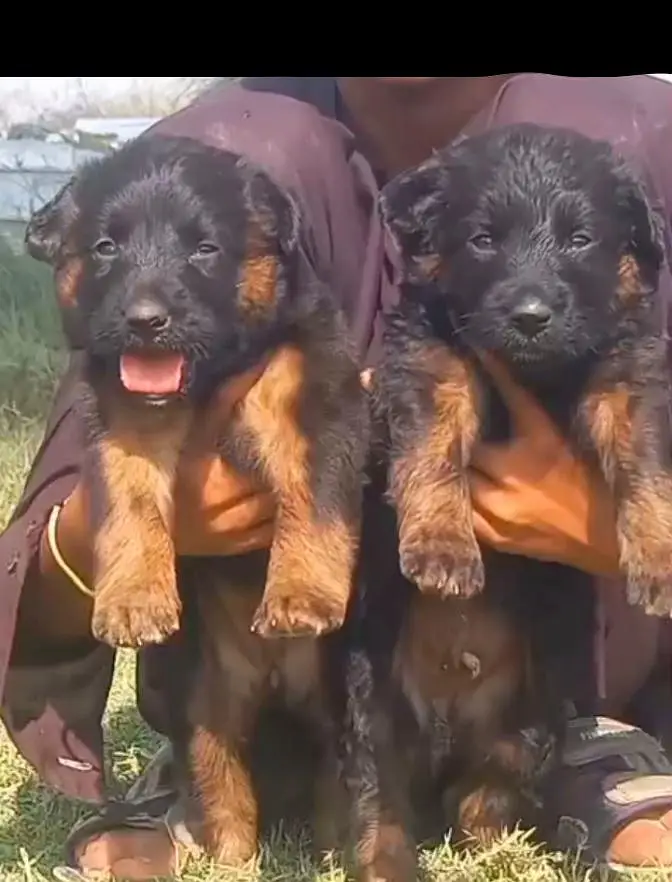 German Shepherd long coat male and female for sale available