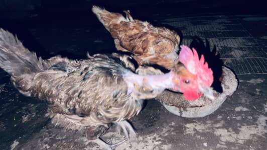 Desi ganji hen and pigeon