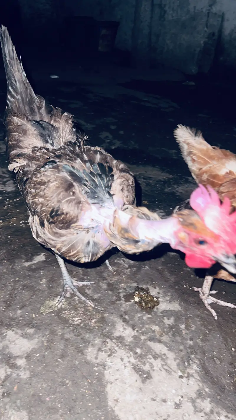 Desi ganji hen and pigeon — photo 2
