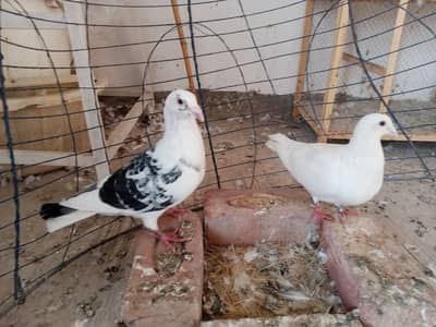 qasid breeder pair available