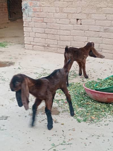 nagra betal 3 kids or Bakri healthy active