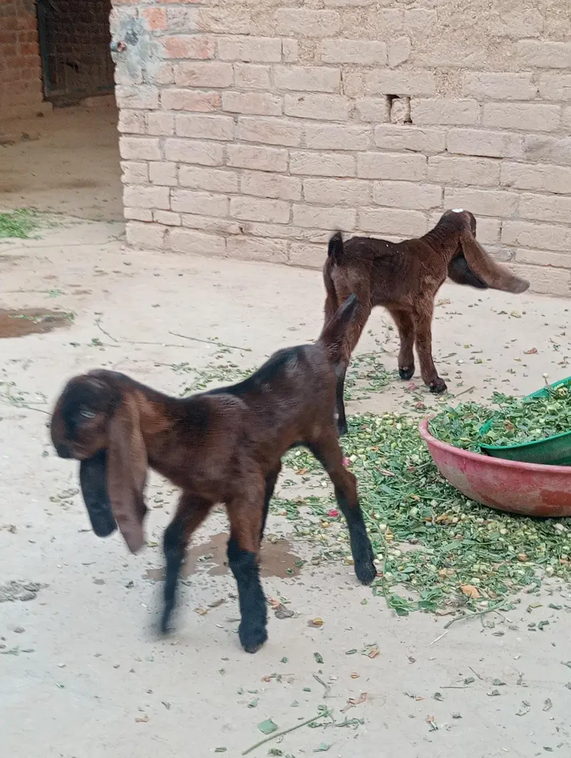 nagra betal 3 kids or Bakri healthy active