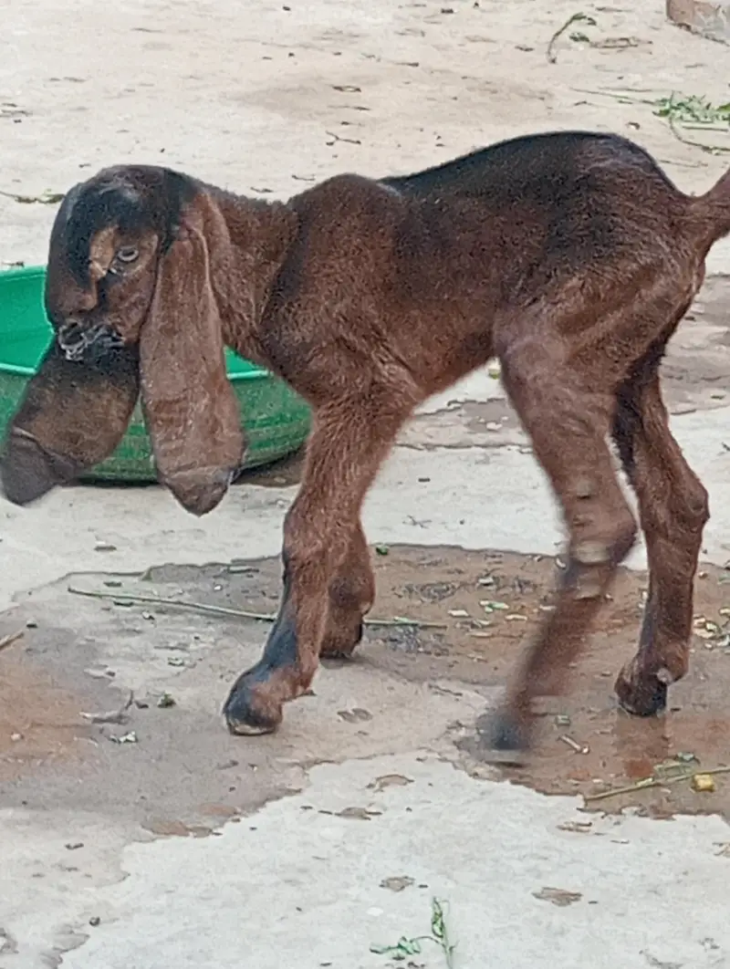 nagra betal 3 kids or Bakri healthy active — photo 2
