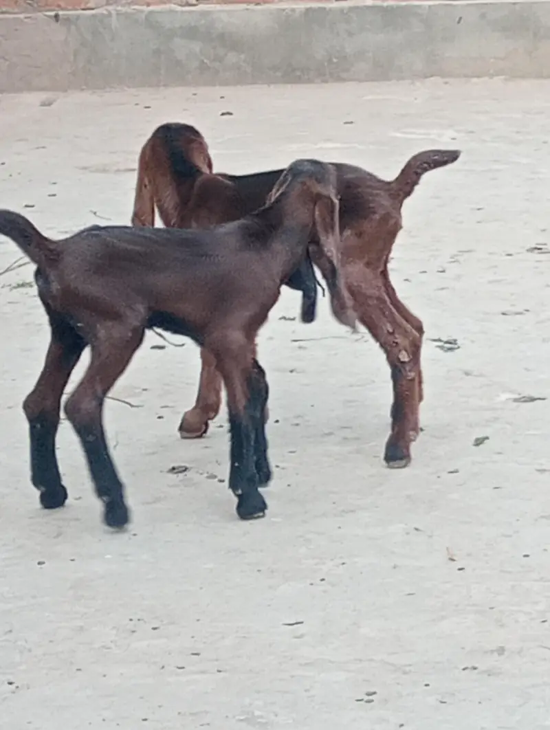 nagra betal 3 kids or Bakri healthy active — photo 3