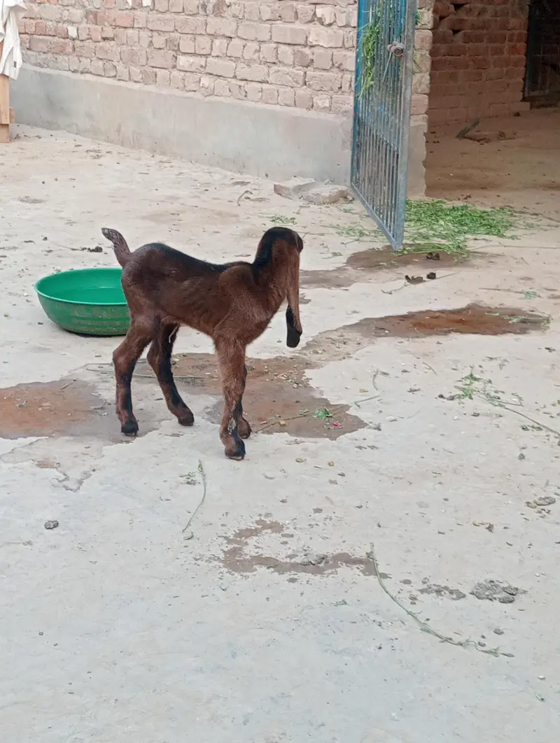 nagra betal 3 kids or Bakri healthy active — photo 4