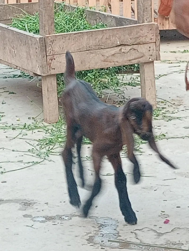 nagra betal 3 kids or Bakri healthy active — photo 5