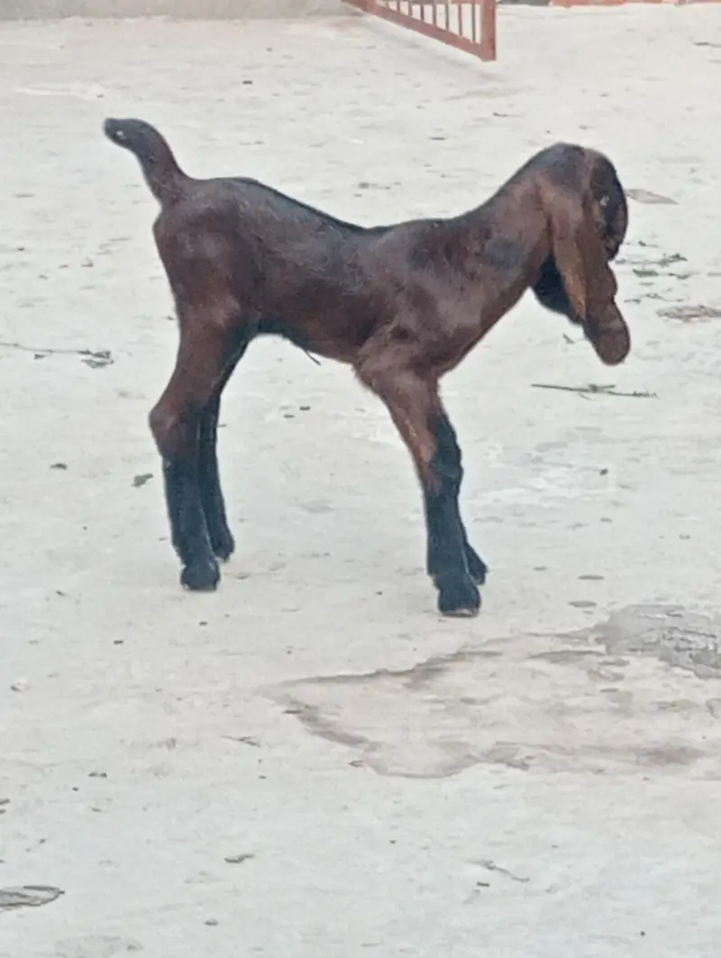 nagra betal 3 kids or Bakri healthy active — photo 6