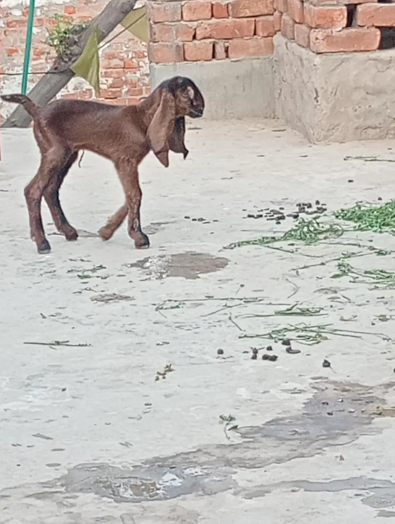 nagra betal 3 kids or Bakri healthy active — photo 7