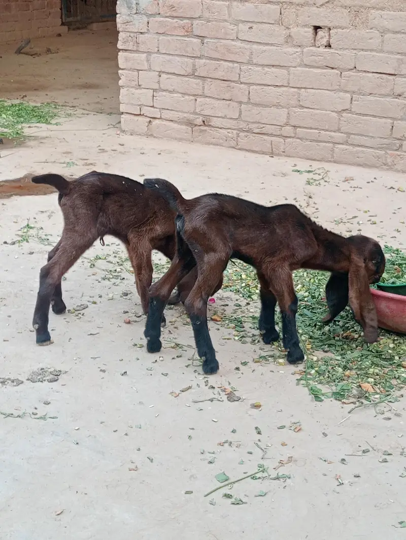 nagra betal 3 kids or Bakri healthy active — photo 8