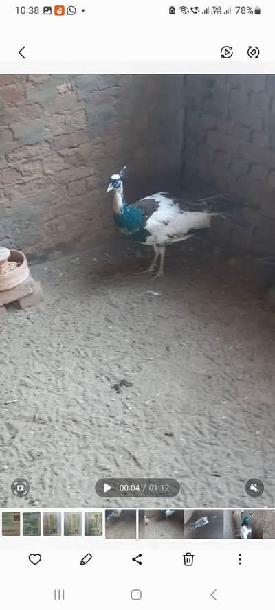 Peacock