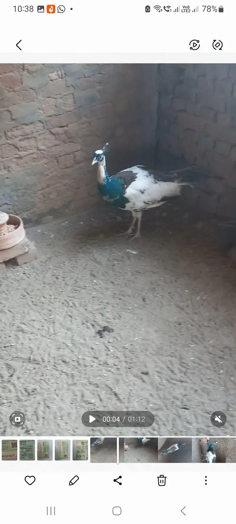 Peacock