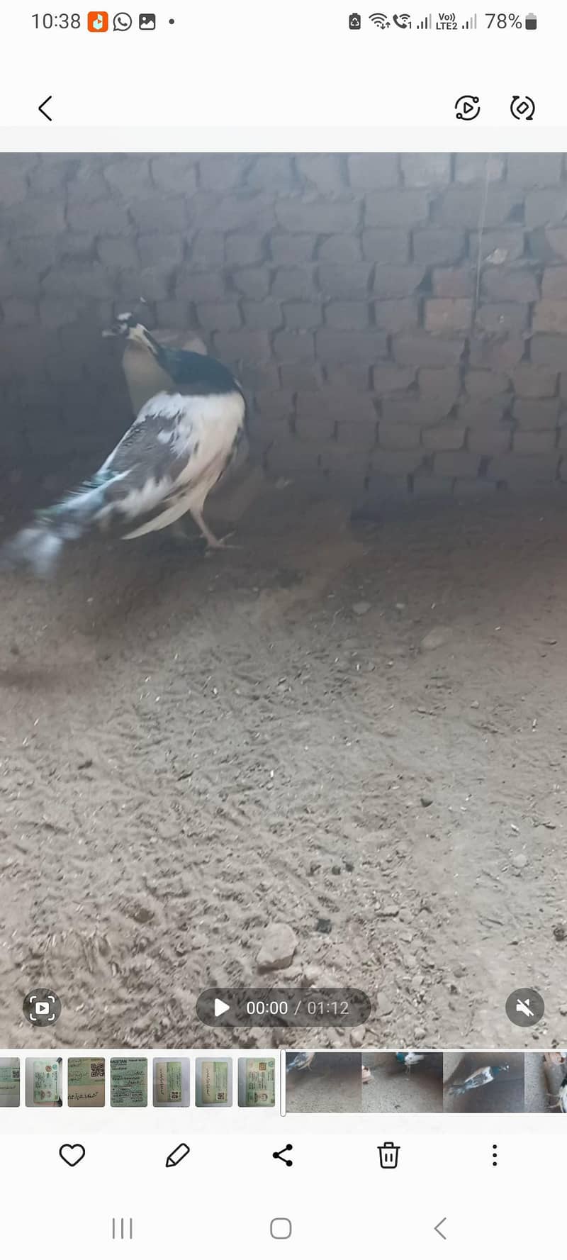 Peacock 1
