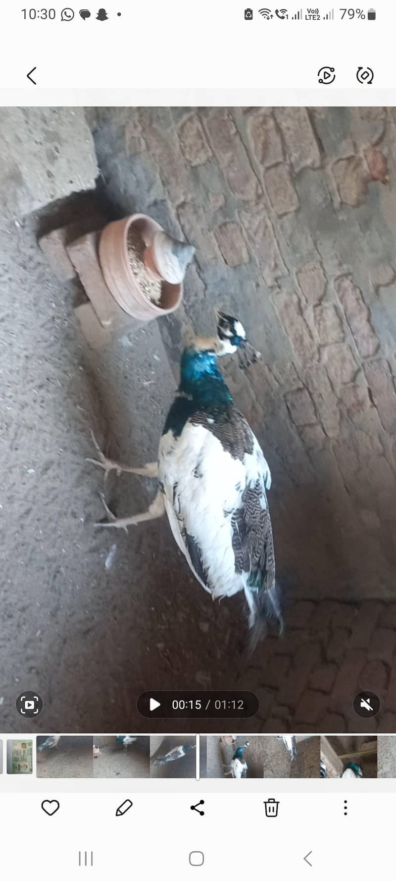 Peacock 2