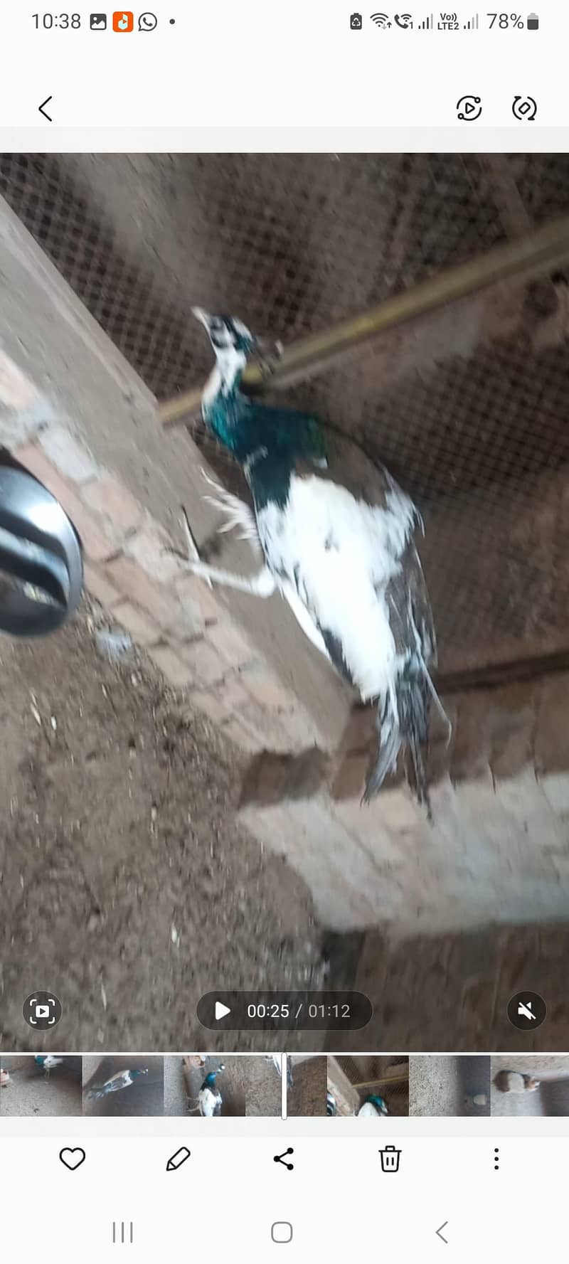 Peacock 3
