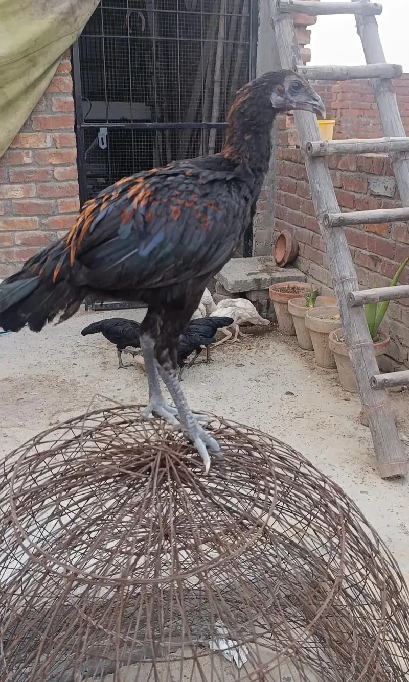 pure Thai dragon chicks — photo 2
