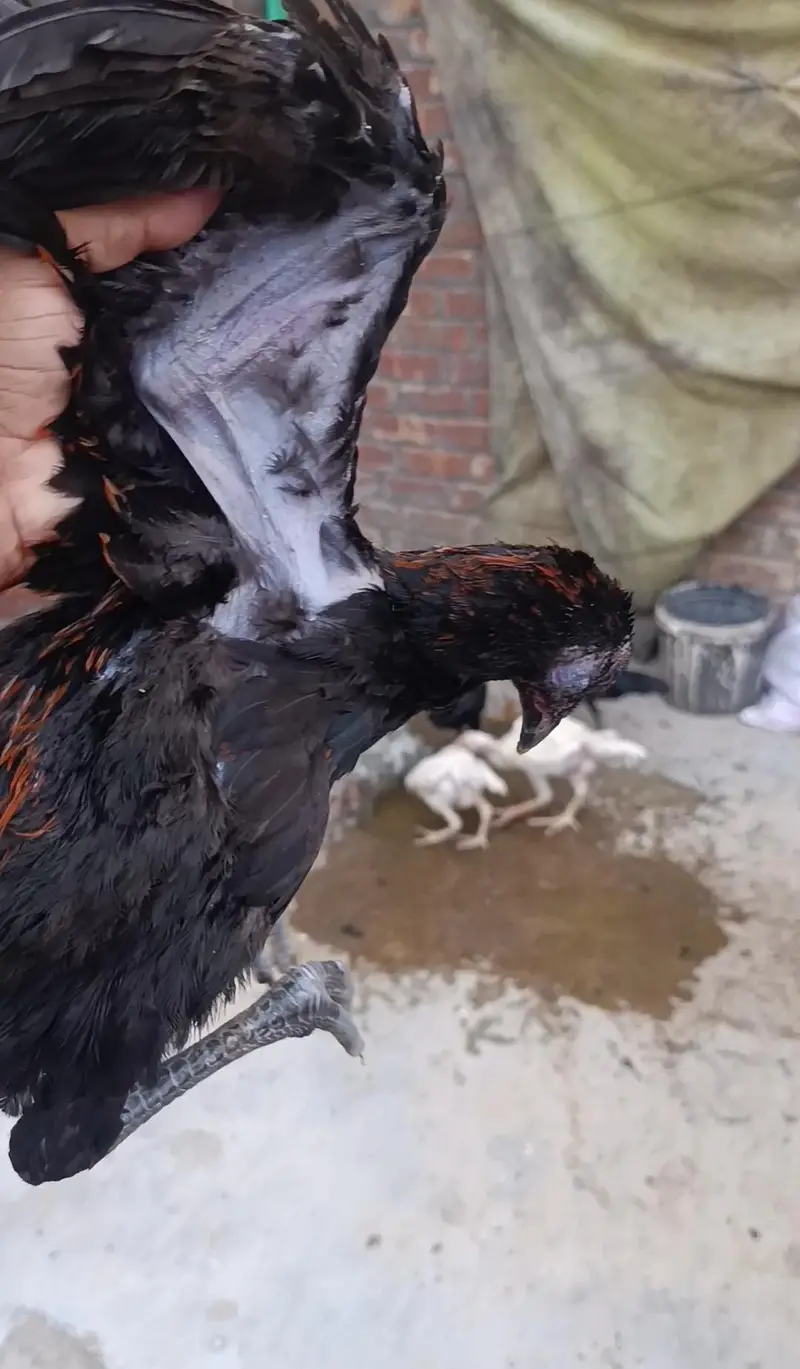 pure Thai dragon chicks — photo 4
