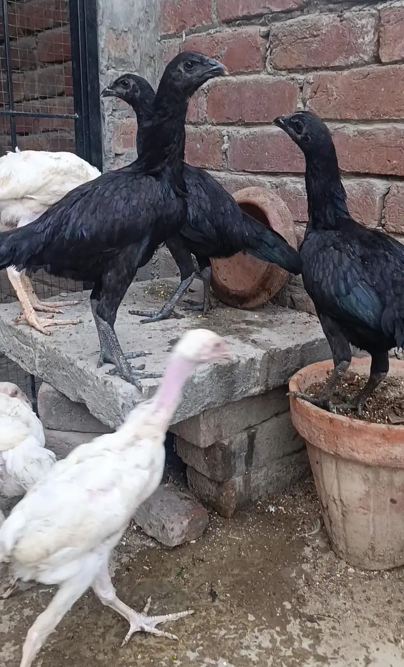 pure Thai dragon chicks — photo 5