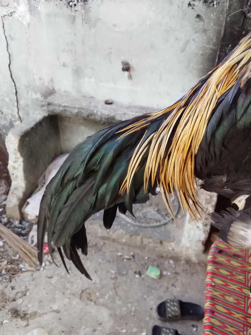 Thai aseel — photo 7