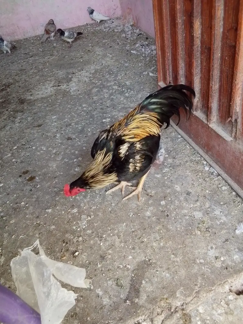 Thai aseel — photo 8