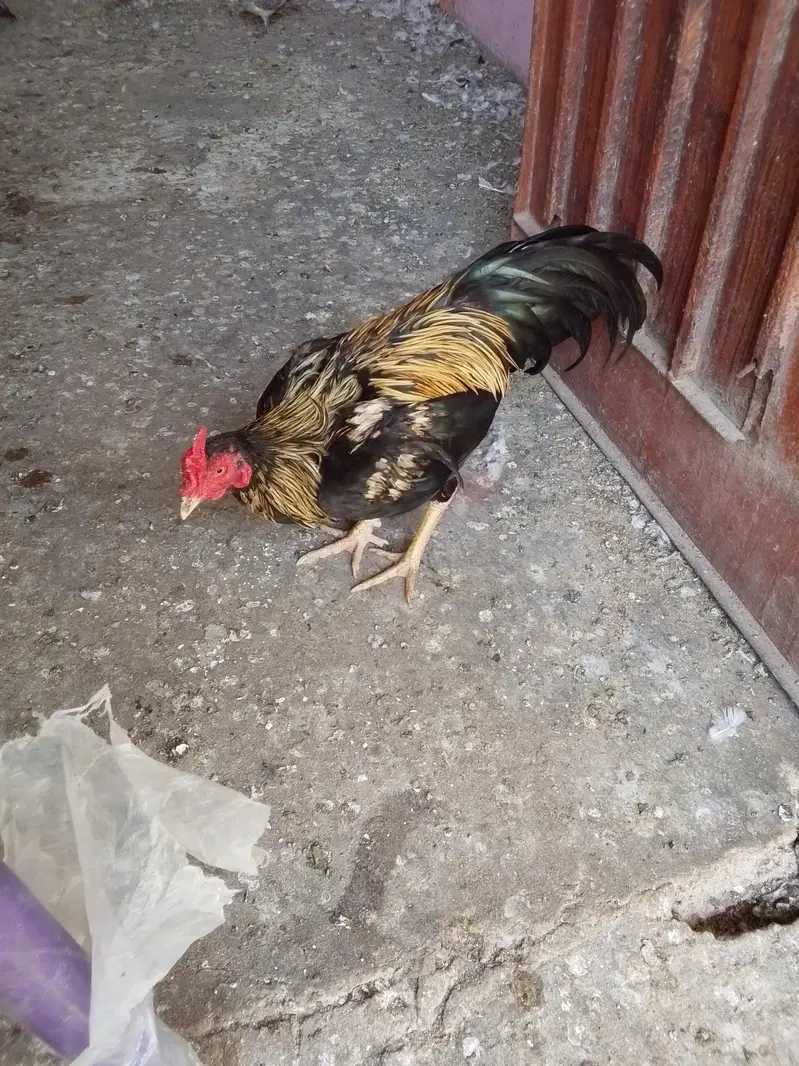 Thai aseel — photo 10
