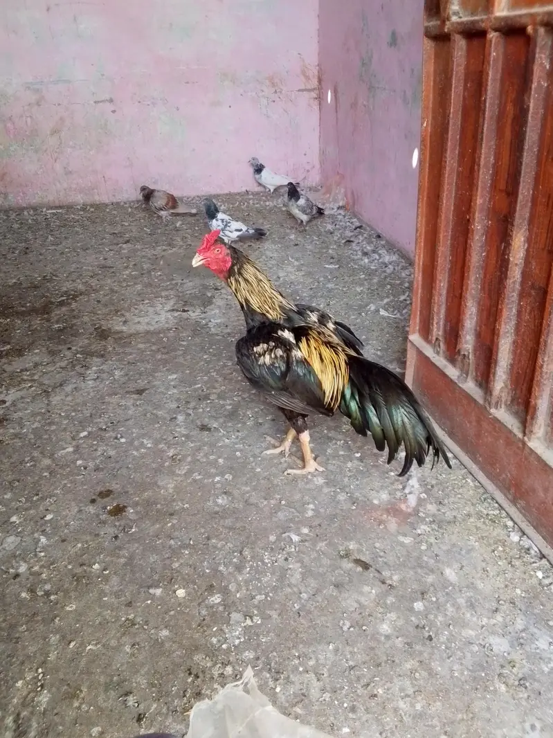 Thai aseel — photo 11