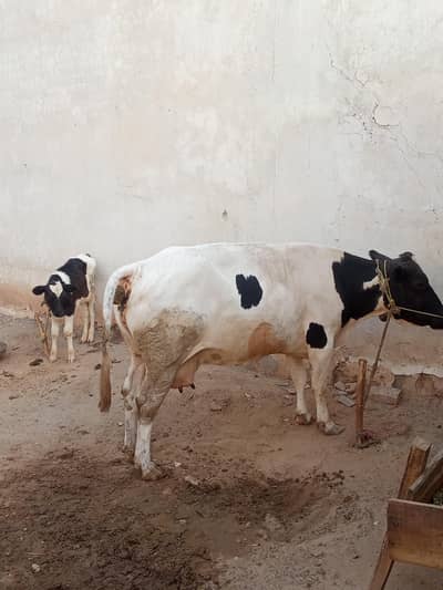 Friendly Cow