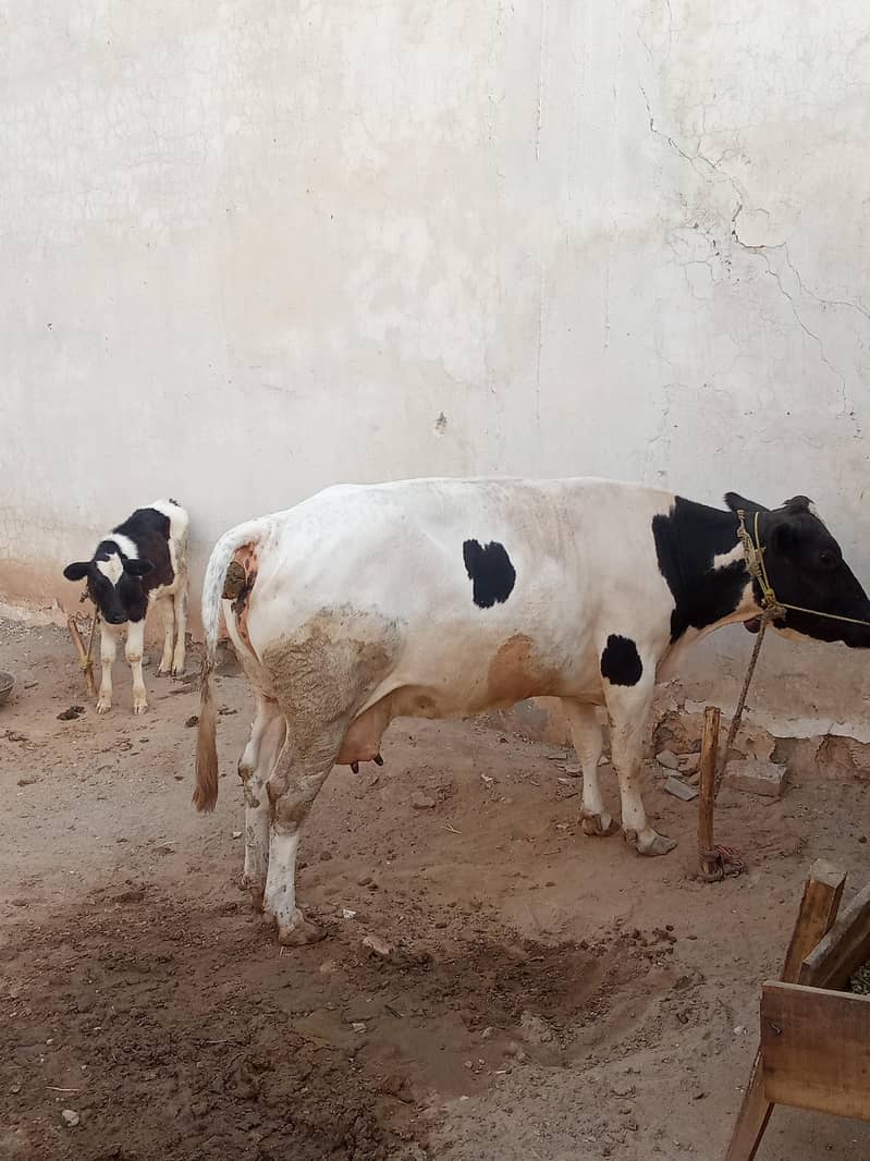 Friendly Cow 0