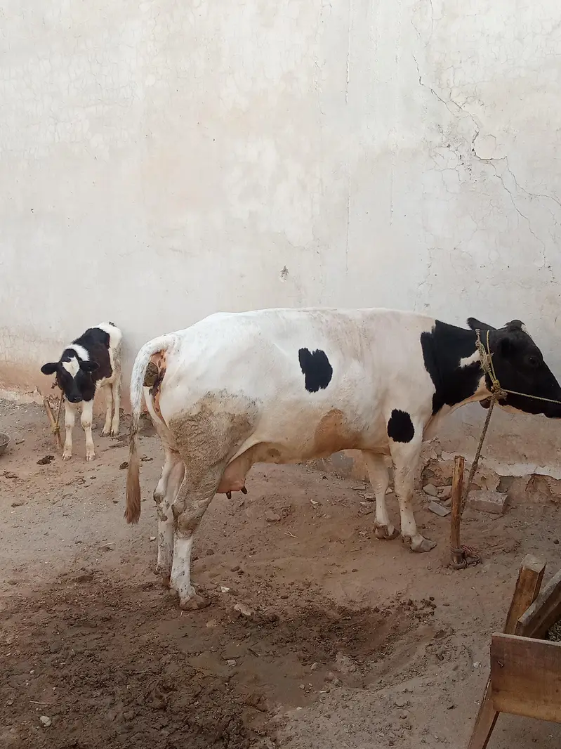 Friendly Cow
