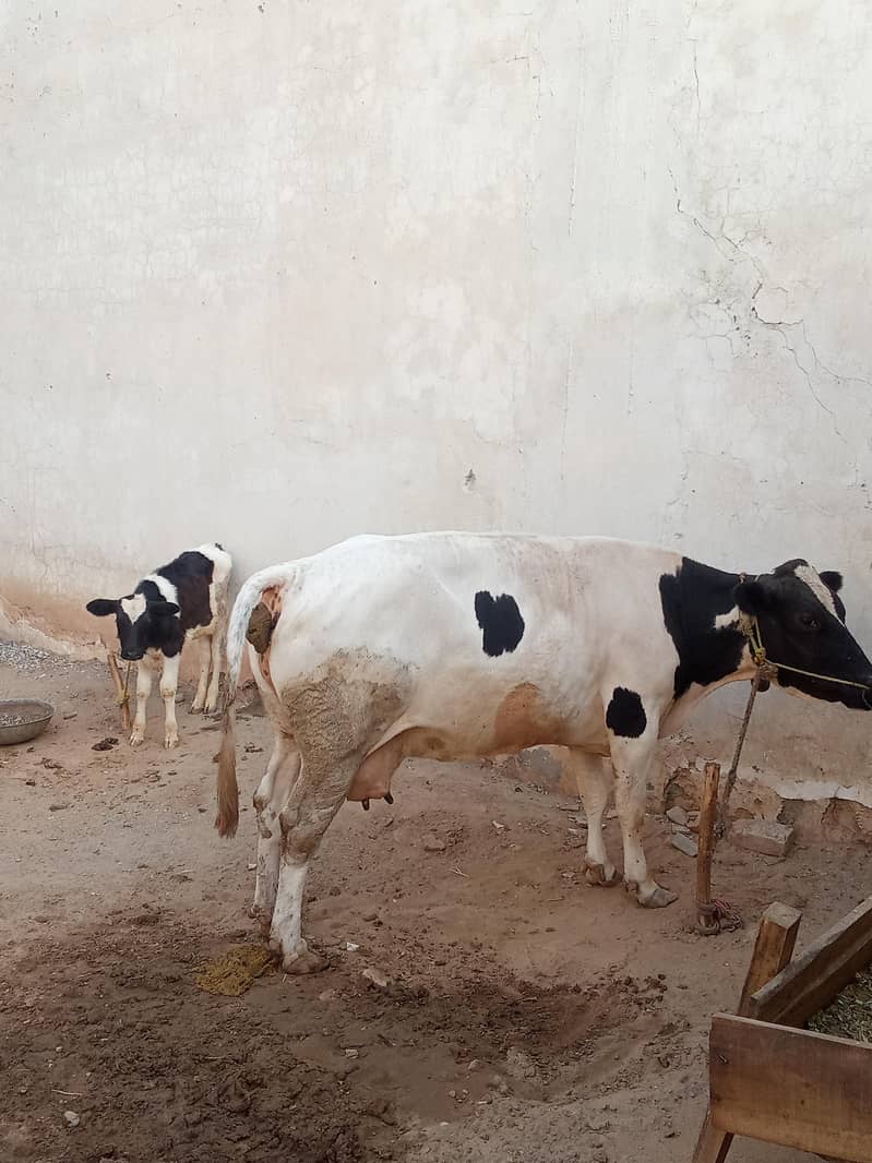 Friendly Cow 1