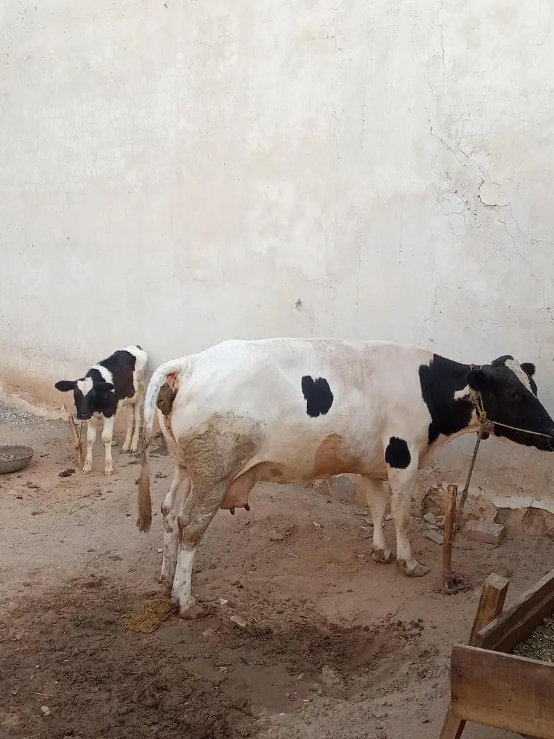 Friendly Cow — photo 2