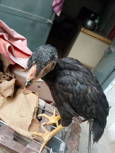 Aseel chicks read to eggs laying