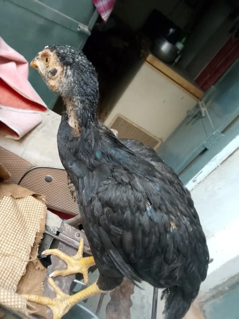 Aseel chicks read to eggs laying — photo 2