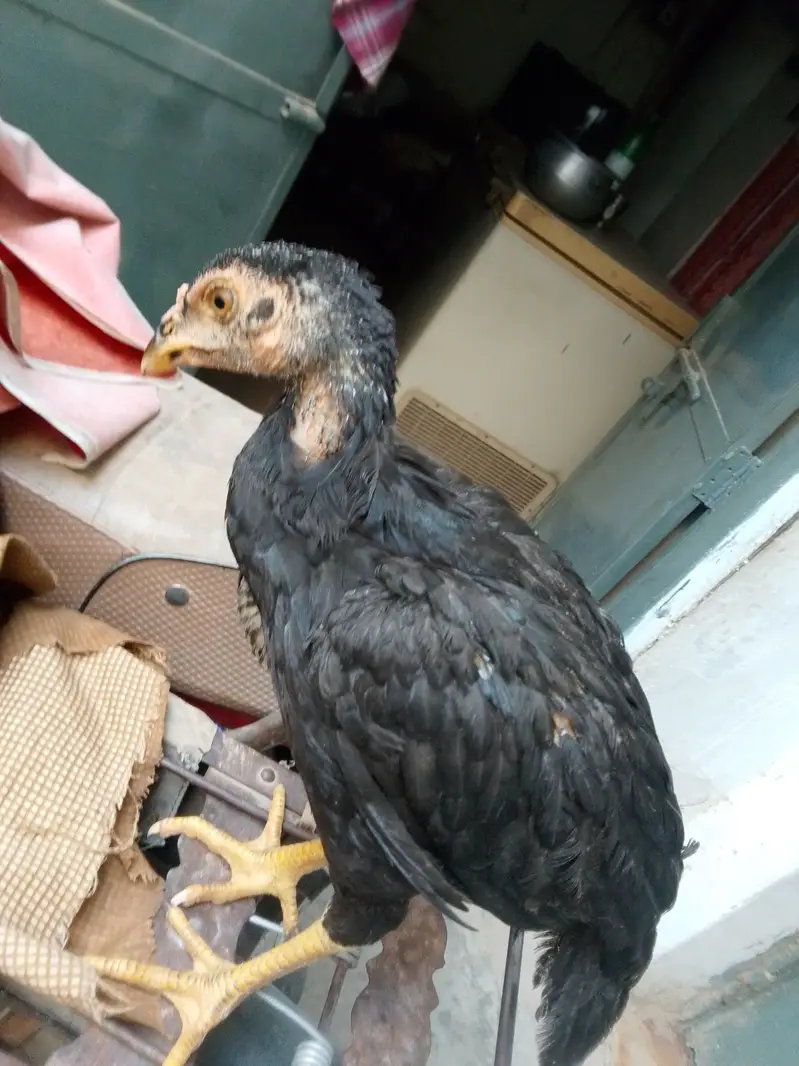 Aseel chicks read to eggs laying — photo 3