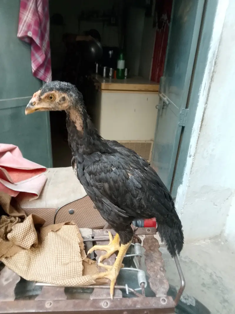 Aseel chicks read to eggs laying — photo 4